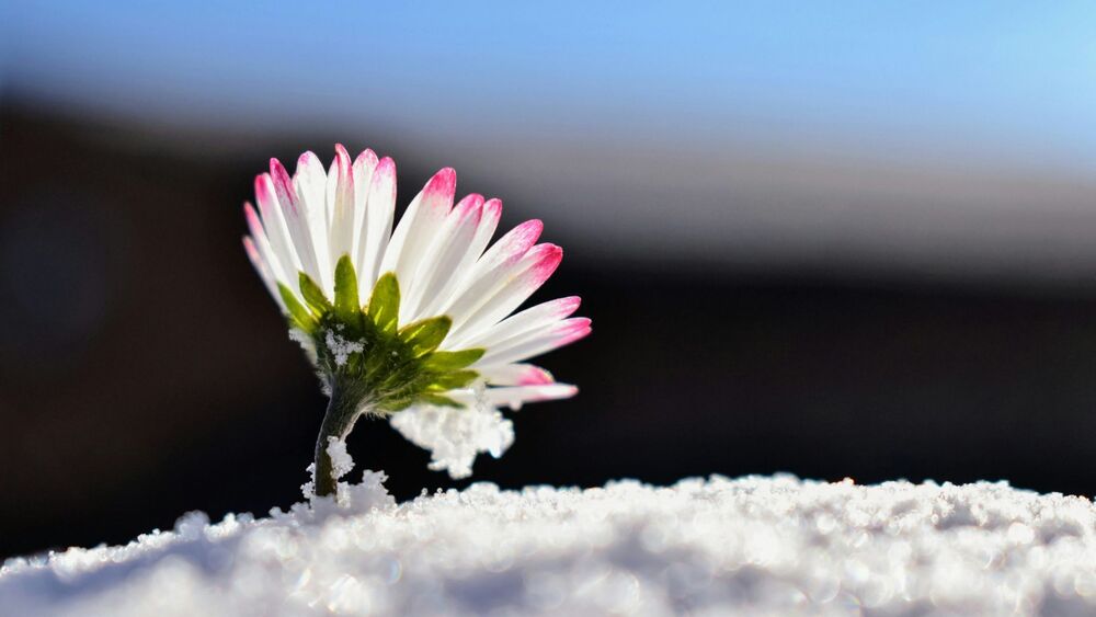 春を待ちわびる花のイメージ