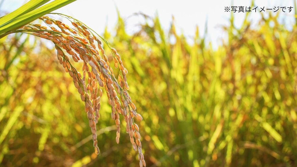 米ぬかのイメージ